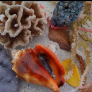 Meet your Posher, Monika